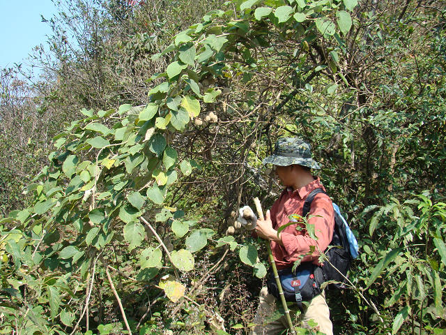 �����������ö�⨺��Ұ�