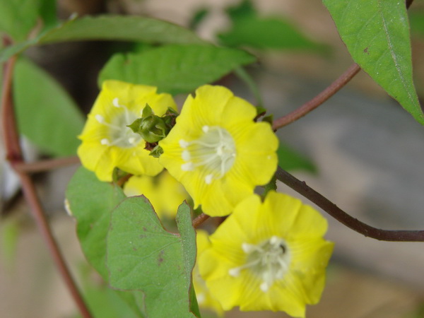 �����Ļ��䰡����˭�������࣬��ȴ����������������������ˣ�