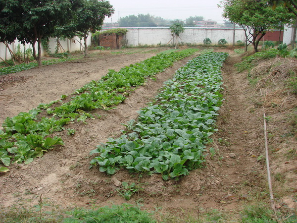 ����Ժ��Ժ�Ĳ˵غ������͵��߲ˡ�