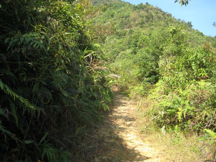 �Ӳݴ����е���С·