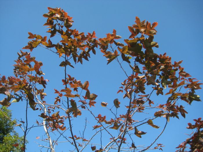 ·�ߵķ�Ҷ�Ѿ�����