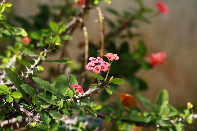 ������ 019_��Ӱ_1.jpg