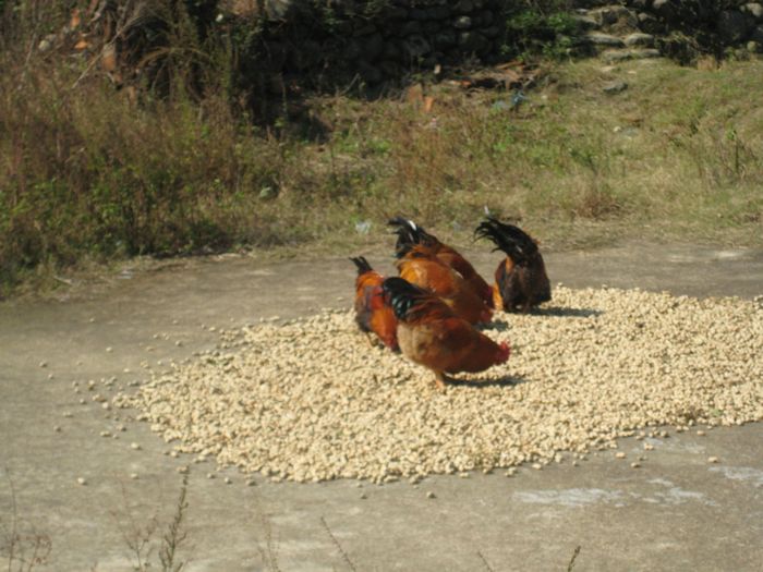 ����������ļ�ζ��һ�������ĵ���