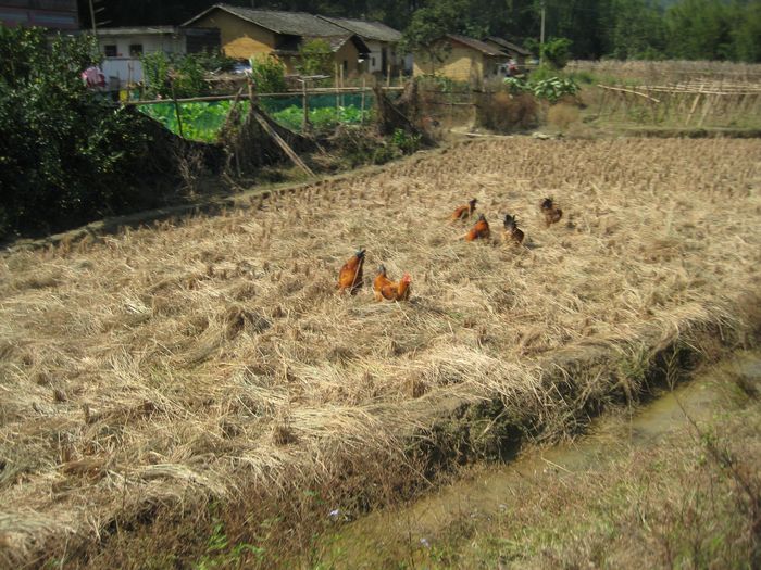 �ǳ�ִ�ŵ���Ⱥ�ڵ�����Ѱʳ