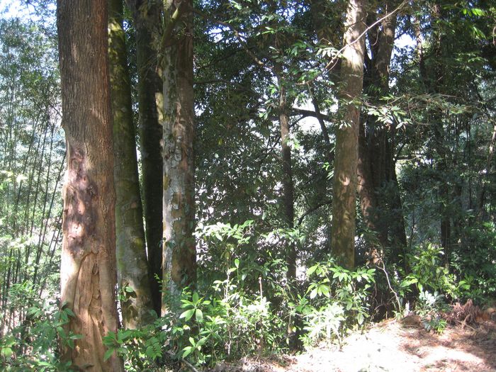 ï�ܵ�����