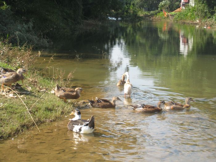 ·��Ϸˮ��Ѽ��