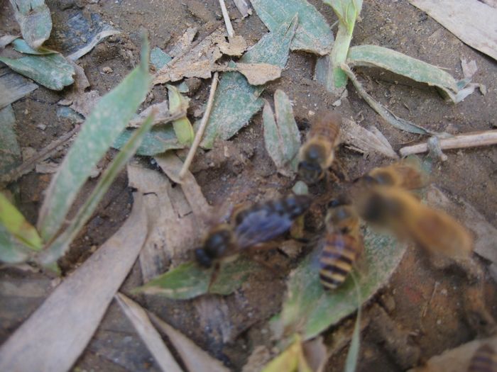 ֪���Ǹ�ʳ������