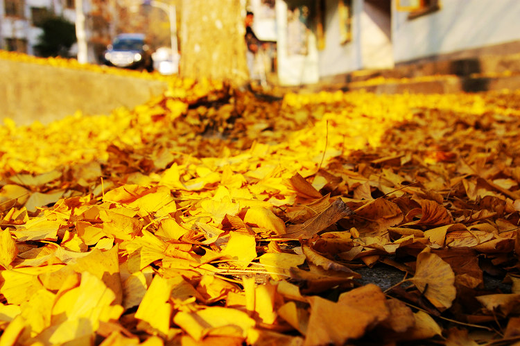 ʣ�µ�ֻ����һƬƬ��Ҷ