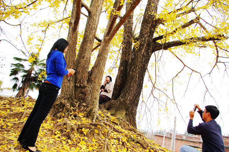 ������һƬ��