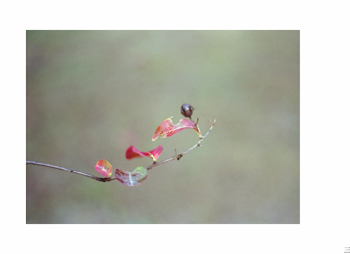 ���� img0150012.jpg