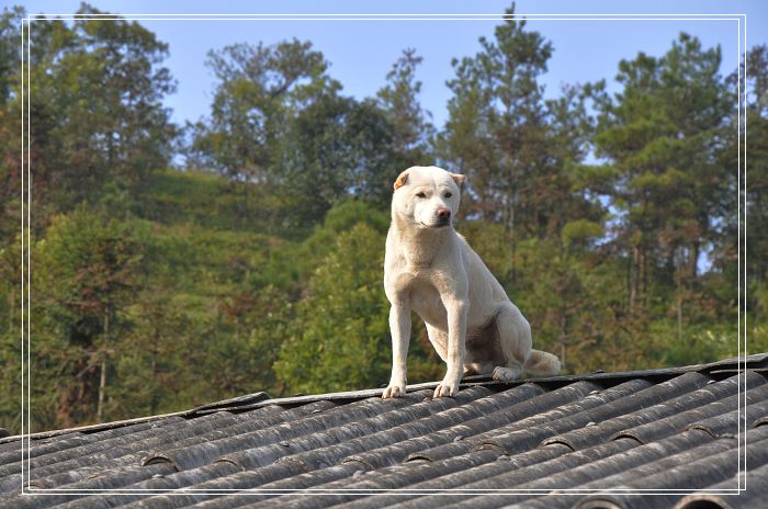 ��Ȥ��"�����߿�"