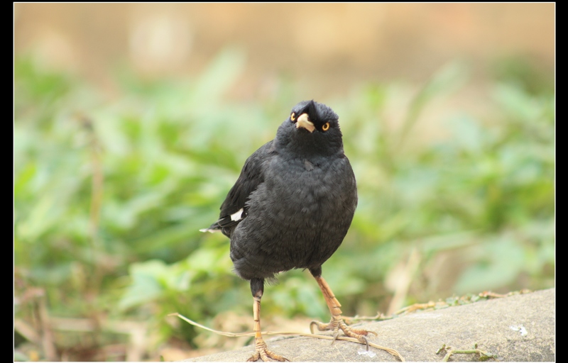 ǧ�� 052_��Ӱ_1.jpg