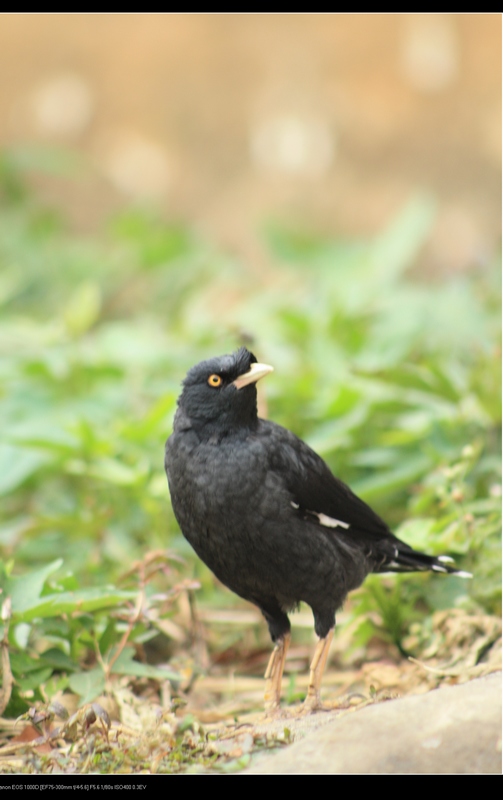 ǧ�� 049_��Ӱ_1.jpg