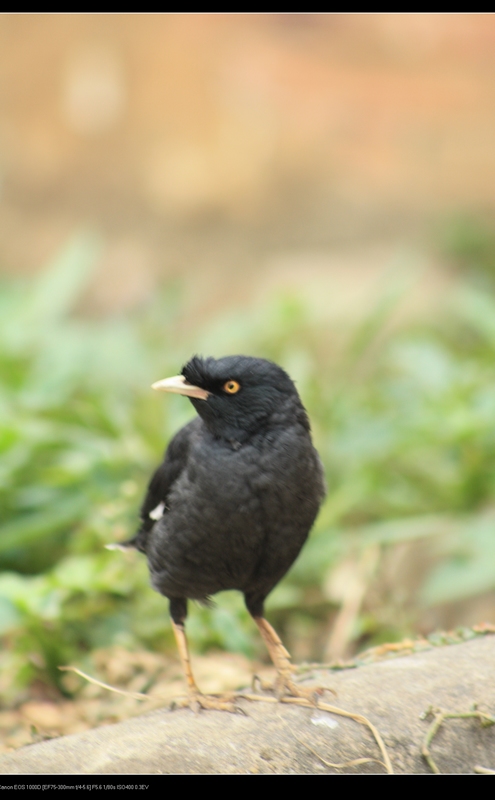 ǧ�� 050_��Ӱ_1.jpg