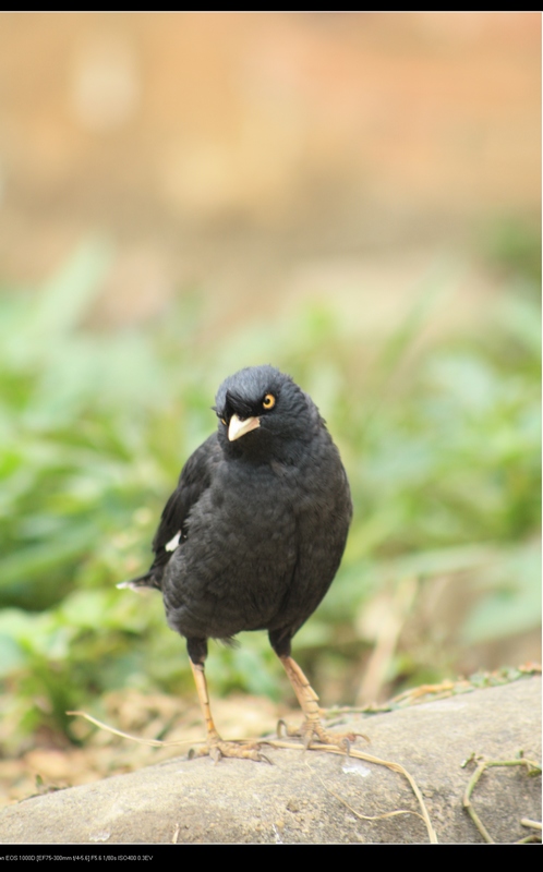 ǧ�� 051_��Ӱ_1.jpg