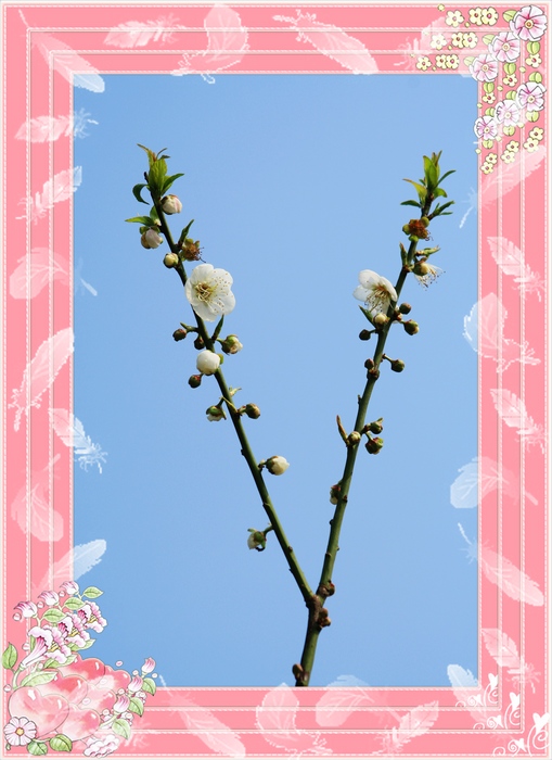 �˸� 123_��Ӱ_1.jpg