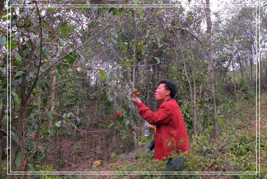 �������е�ɽ�軨���� (31).jpg