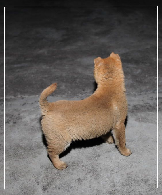 ��������Ұ��