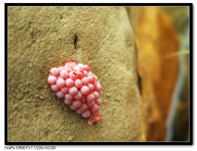 nEO_IMG_���� DSCF6896.jpg