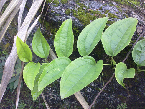 �ϸ���Ҷ���һ��