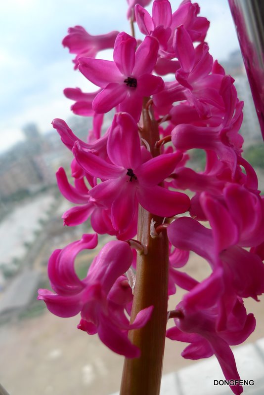 �����ӣ��ɰ���