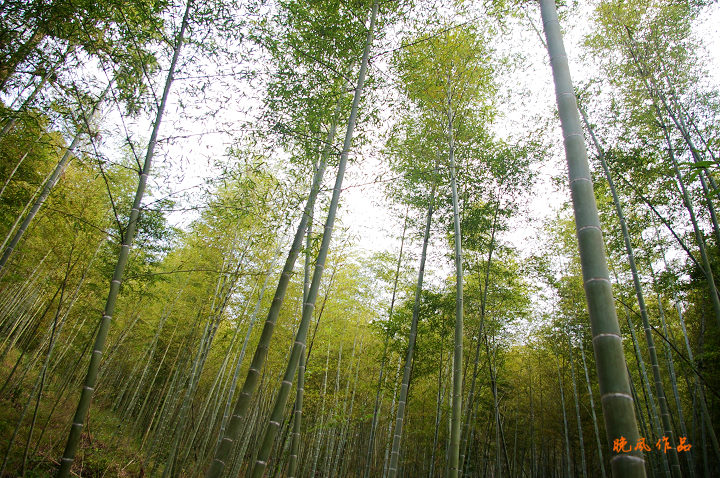 ���ڵ���������Ư��,��������