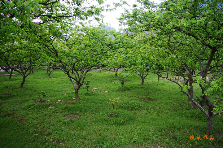 ����������������,����������¶Ӫ