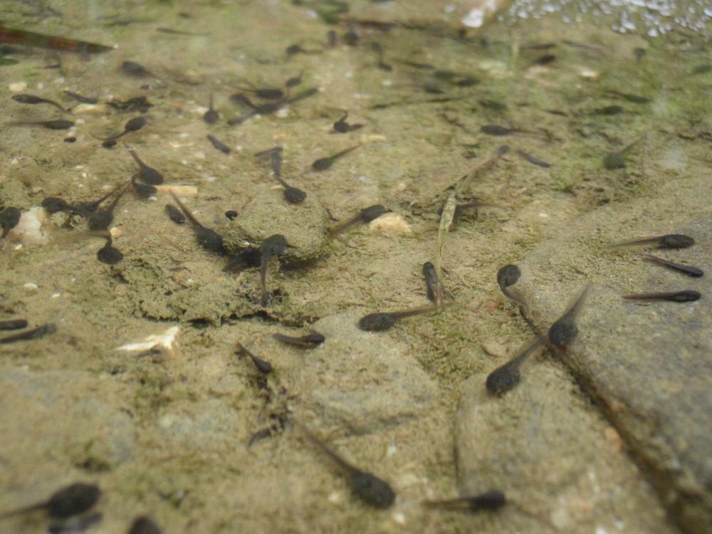 ·��ˮ�ݵ����