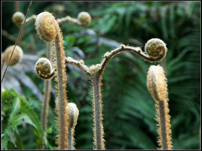 �����������Ź��ާ