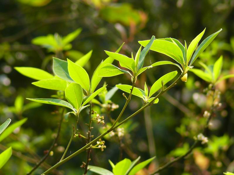 ������С �ʼܴ�Խ010.JPG