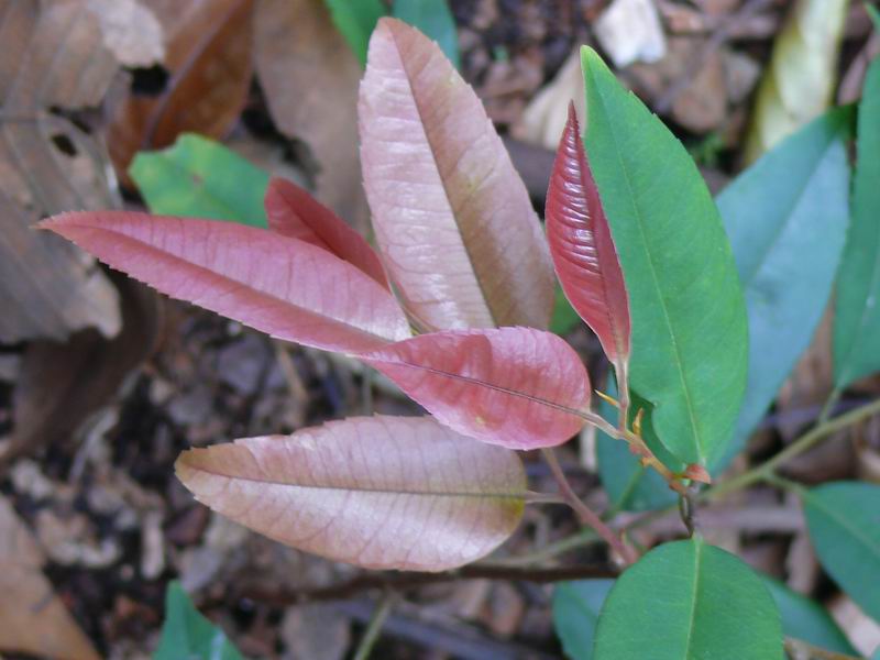 ������С �ʼܴ�Խ016.JPG