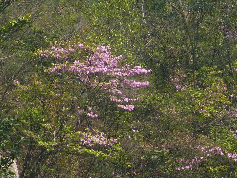 ������С �ʼܴ�Խ020.JPG