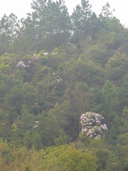 ������С �ʼܴ�Խ019.JPG