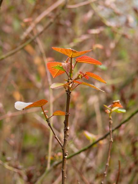 ������С �ʼܴ�Խ013.JPG