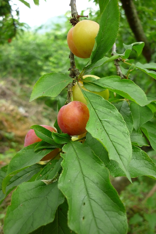 ��Ӳӵ����