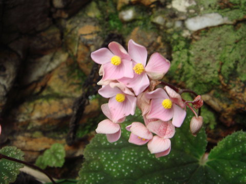 Ұ����---�ﺣ�Ŀ��е���ͨһԱ