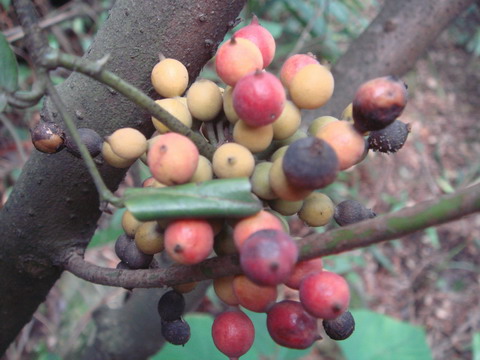           ����֮��������ʵ���˴���ȴ��֪�Ƿ��ʳ�á�