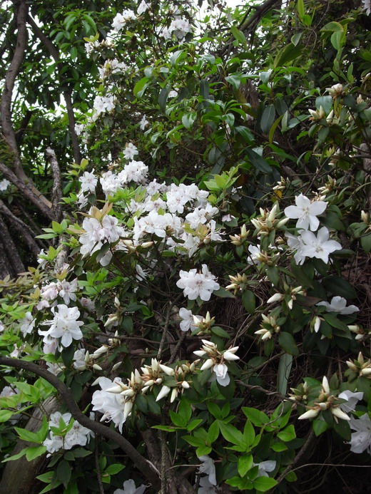 �ʻ�����