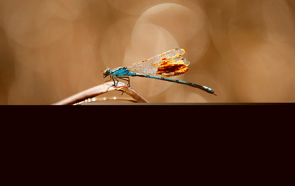 2010��5��18���ܶ�ī�������ذ�·��˹����������˹�л�԰���壬���ѳ����������ϵ�����