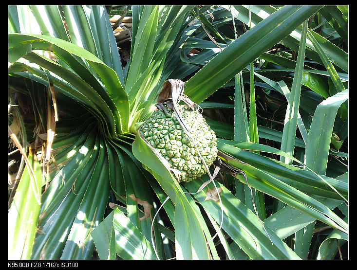 Ұ��������