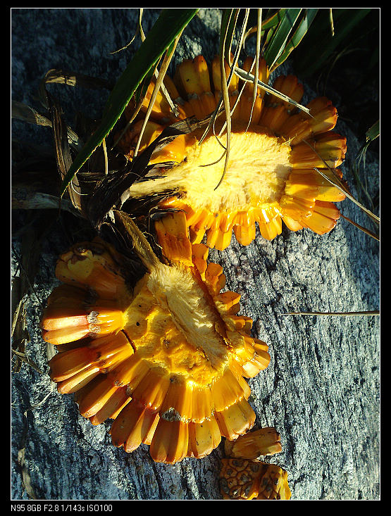 ζ���е��Իõ�����ζ