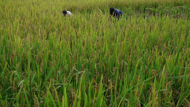 nEO_IMG_P1130435 .jpg