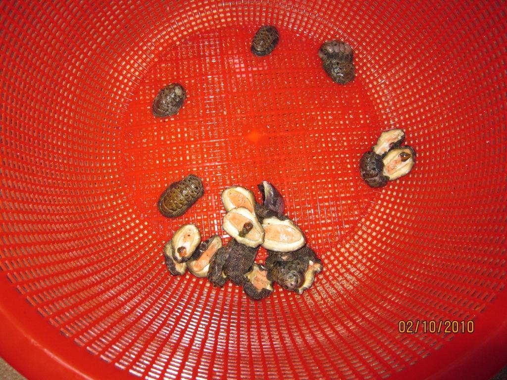 ��ʯ����������������