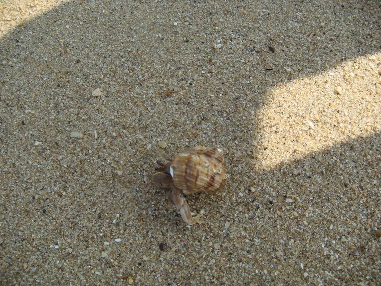 ������С DSC01264_������С.JPG