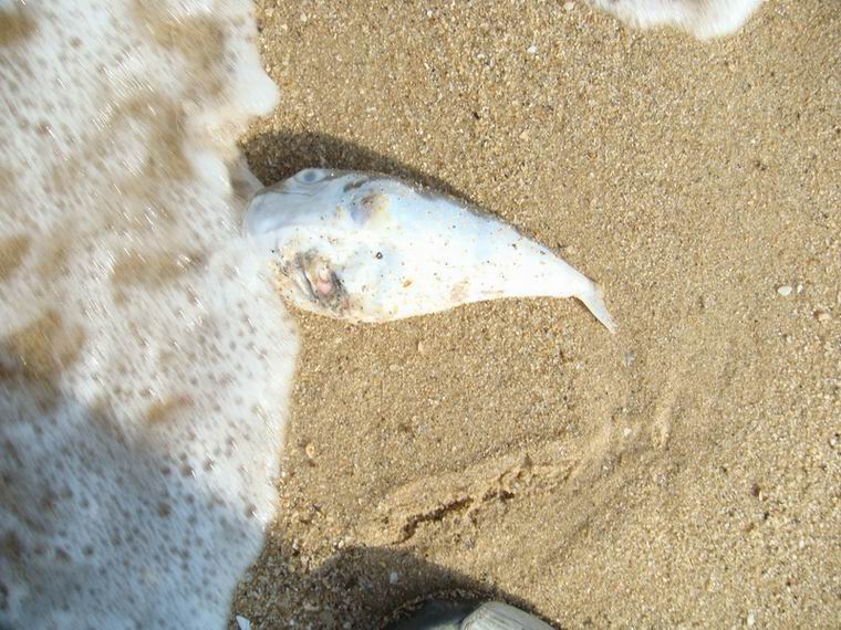 ������С DSC01266_������С.JPG