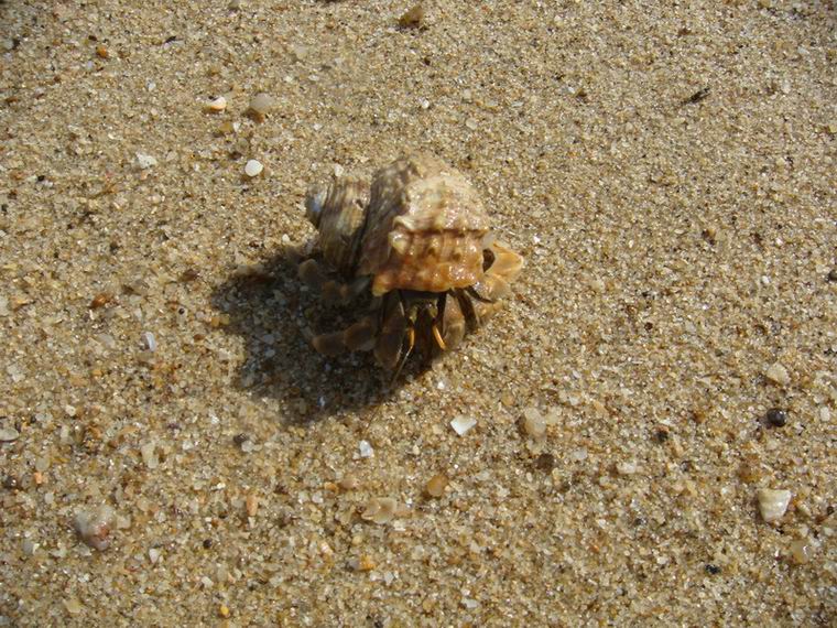 ������С DSC01265_������С.JPG