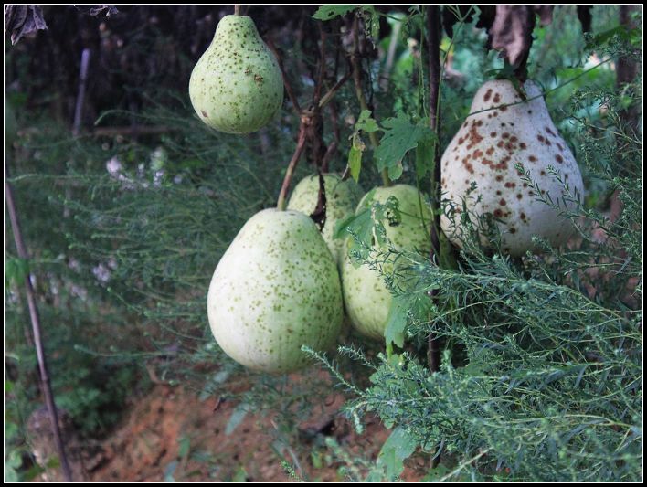 ��֪��ɶ��