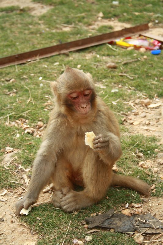 ����ţ����