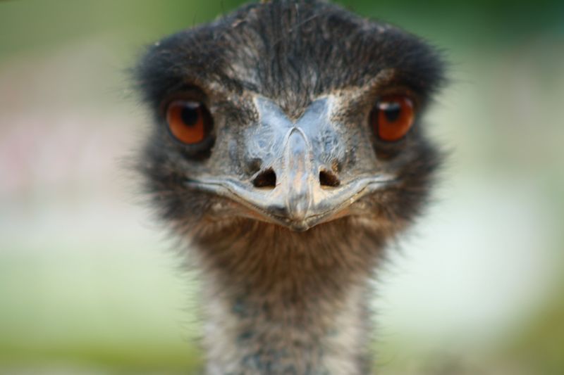 ����ţ���� 216.jpg