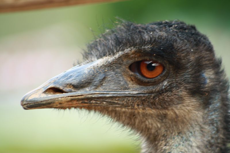 ����ţ���� 215.jpg